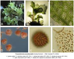 Attēlu rezultāti vaicājumam “Fossombronia wondraczekii spores”