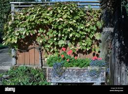 Attēlu rezultāti vaicājumam “Actinidia kolomikta”