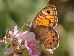 Attēlu rezultāti vaicājumam “Lasiommata megera underside”