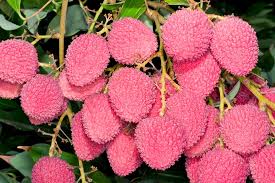 Image result for Litchi chinensis