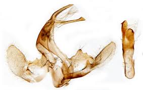 Attēlu rezultāti vaicājumam “Catoptria fulgidella”