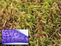 Attēlu rezultāti vaicājumam “Sphagnum warnstorfii”