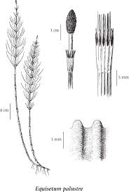 Attēlu rezultāti vaicājumam “Equisetum palustre”