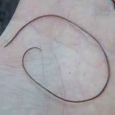 Attēlu rezultāti vaicājumam “Gordius aquaticus”