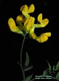 Attēlu rezultāti vaicājumam “Lathyrus pratensis fruit”