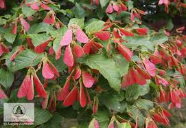 Attēlu rezultāti vaicājumam “Acer tataricum subsp. ginnala flower”