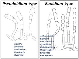 Attēlu rezultāti vaicājumam “Enteridium corticatum spores”