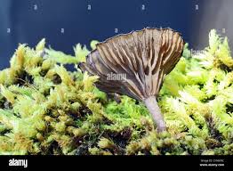 Attēlu rezultāti vaicājumam “Arrhenia spatulata”