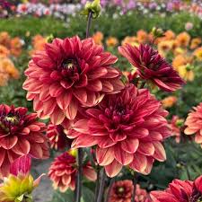 Image result for Dahlia Darkarin`