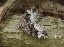 Attēlu rezultāti vaicājumam “Xanthorhoe biriviata”