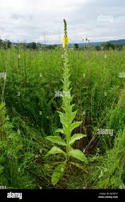 Attēlu rezultāti vaicājumam “Verbascum densiflorum bud”
