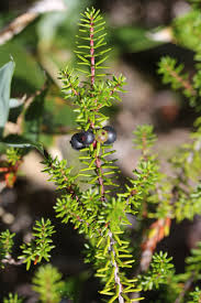Attēlu rezultāti vaicājumam “Empetrum nigrum fruit”