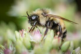 Attēlu rezultāti vaicājumam “Psithyrus sylvestris”