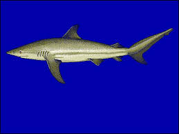 Image result for Carcharhinus obscurus