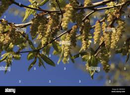Attēlu rezultāti vaicājumam “Carpinus betulus female flower”