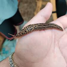 Attēlu rezultāti vaicājumam “Limax maximus”