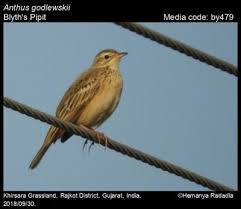 Image result for Anthus godlewskii