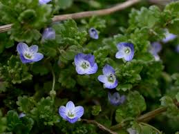 Attēlu rezultāti vaicājumam “Veronica persica”