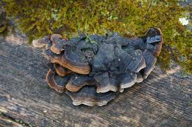 Attēlu rezultāti vaicājumam “Hymenochaete tabacina”