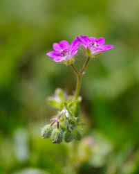 Attēlu rezultāti vaicājumam “Geranium pusillum flower”