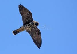 Attēlu rezultāti vaicājumam “Falco subbuteo adult”