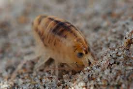 Attēlu rezultāti vaicājumam “Talitrus saltator”