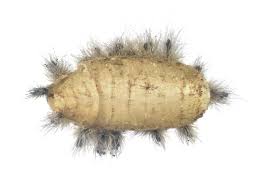 Attēlu rezultāti vaicājumam “Scardia boletella pupa”