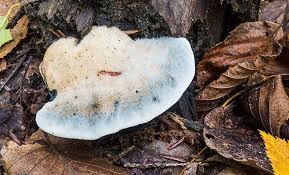 Attēlu rezultāti vaicājumam “Postia caesia”