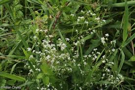 Attēlu rezultāti vaicājumam “Galium rivale flower”
