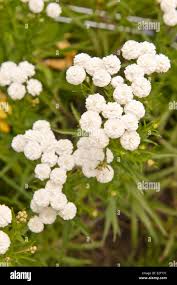 Attēlu rezultāti vaicājumam “Achillea ptarmica flower”