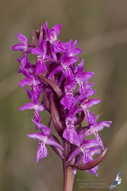 Attēlu rezultāti vaicājumam “Dactylorhiza incarnata flower”