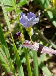 Attēlu rezultāti vaicājumam “Sisyrinchium montanum fruit”