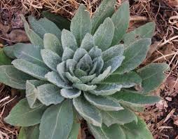 Attēlu rezultāti vaicājumam “Verbascum densiflorum leaf”