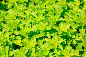 Attēlu rezultāti vaicājumam “Sedum aizoon leaf”