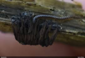 Attēlu rezultāti vaicājumam “Stemonitopsis hyperopta var. landewaldii”