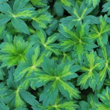 Attēlu rezultāti vaicājumam “Astrantia major leaf”