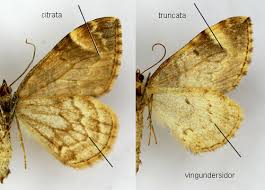 Attēlu rezultāti vaicājumam “Dysstroma truncata”