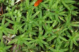 Attēlu rezultāti vaicājumam “Timmia megapolitana”