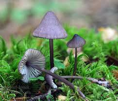 Attēlu rezultāti vaicājumam “Mycena purpureofusca”