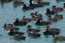 Image result for Melanitta perspicillata