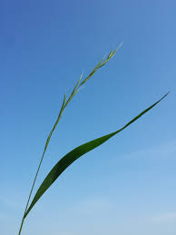 Attēlu rezultāti vaicājumam “Brachypodium sylvaticum leaf”