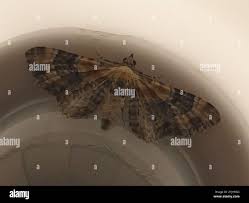 Attēlu rezultāti vaicājumam “Eupithecia linariata”