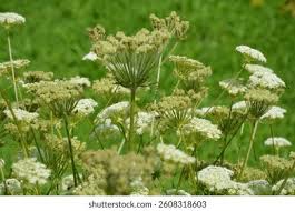 Attēlu rezultāti vaicājumam “Laserpitium prutenicum”