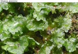 Attēlu rezultāti vaicājumam “Blasia pusilla sporophyte”