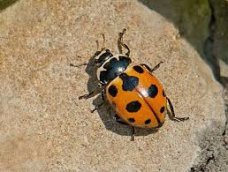 Attēlu rezultāti vaicājumam “Hippodamia notata”