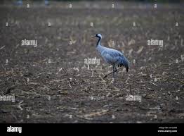 Attēlu rezultāti vaicājumam “Grus grus adult”