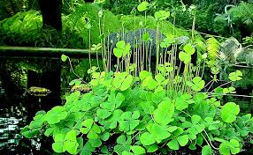 Attēlu rezultāti vaicājumam “Pteropsida”