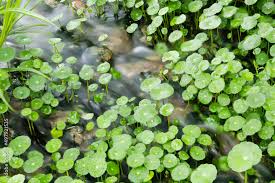 Attēlu rezultāti vaicājumam “Hydrocotyle vulgaris”
