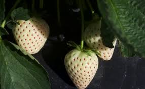 Attēlu rezultāti vaicājumam “Fragaria x ananassa fruit”