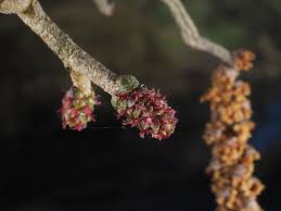 Attēlu rezultāti vaicājumam “Alnus glutinosa female flower”